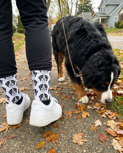 UGC_RUN:dilly_ugc_project_20260315_194817|FILE:custom-pet-socks_03_product_native.png