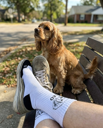 UGC_RUN:dilly_ugc_project_20260315_182618|FILE:customized-pet-face-socks-bring-your-pet-with-you-wherever-you-go_03_product_native.png